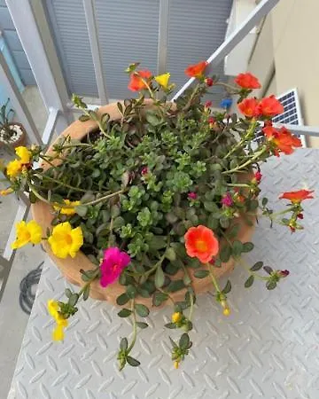 Centrocitta Luxury House * Argostoli (Kefalonia)