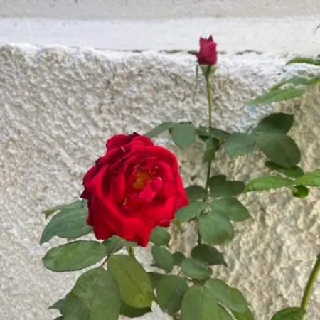 Centrocitta Luxury House Apartamento Argostoli (Kefalonia)